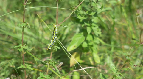 Caterpillar in the Grass Stock Footage 52213439