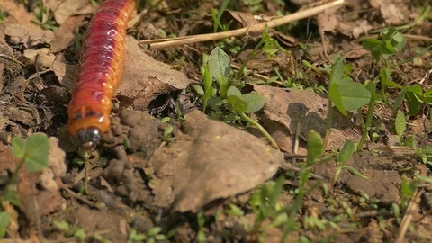 Caterpillar, grass, leaves, cossus Stock Footage 89242665
