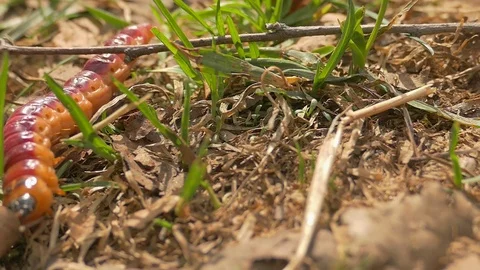 Caterpillar, grass, leaves, cossus Stock Footage 89242673