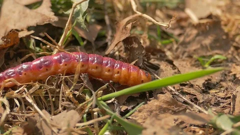 Caterpillar, grass, leaves, cossus Stock Footage 89242684