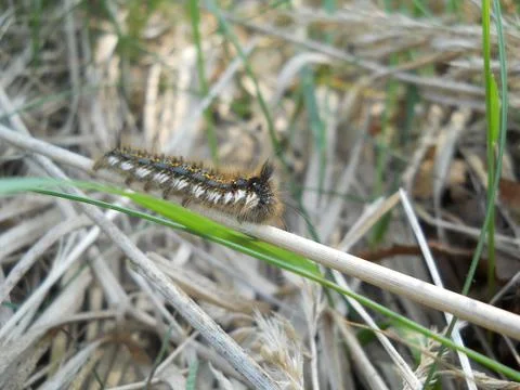 Caterpillar on grass Foto stock