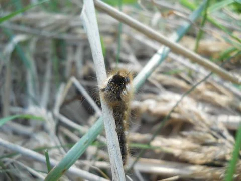 Caterpillar on grass Foto stock