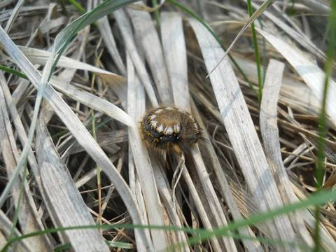 Caterpillar on grass Stock Photos