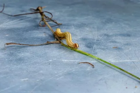 Caterpillar on grass 스톡 사진