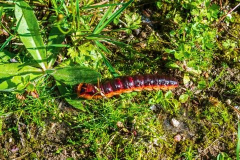 Caterpillar in the grass. Stock Photos
