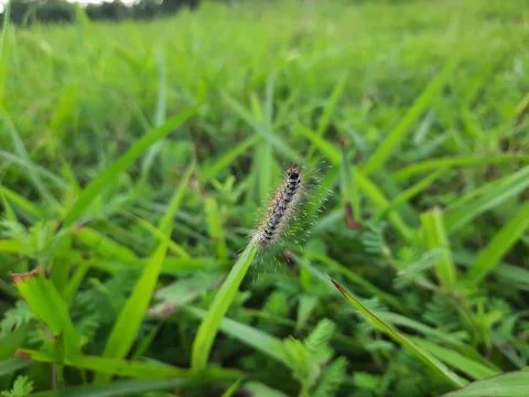 Caterpillar on a grass. Stock Photos