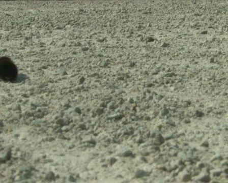 Caterpillar on Gravel Stock Footage 283053