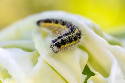 Caterpillar on green cabbage leaf. Close-up of fuzzy larva in garden. Foto stock