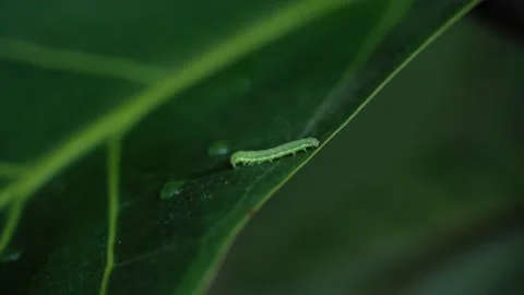 Caterpillar on the green leaf Stock Footage 159747551