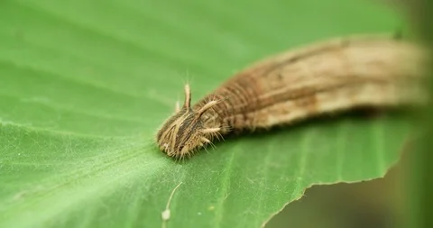 Caterpillar on green Leaf Macro Extremely Close up 4K Stock Footage 94578286