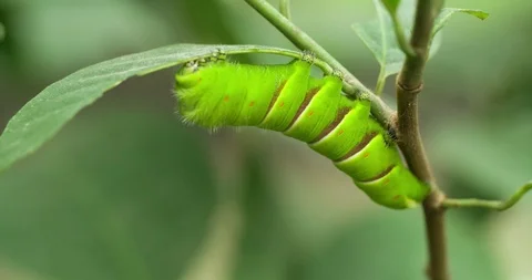 Caterpillar on green Leaf Macro shot Extremely Close up Stock Footage 94572207