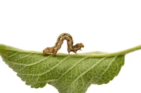 Caterpillar on green leaf Stock Photos