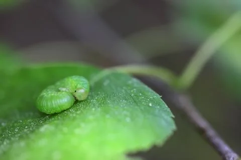 The caterpillar on the green leaf Stock Photos