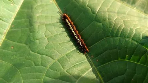 A caterpillar on a green leaf. Stock Photos