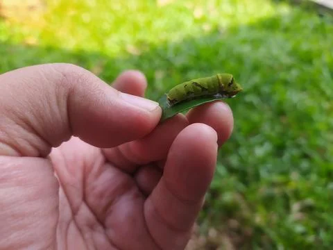 Caterpillar on green leaf Stock Photos