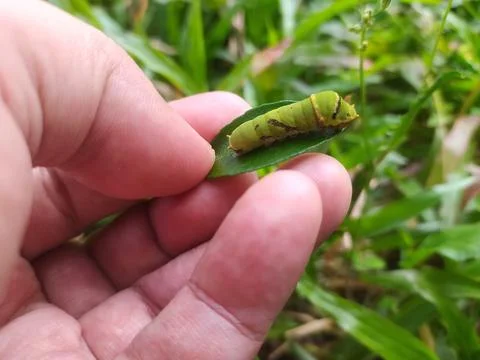 Caterpillar on green leaf Stock Photos
