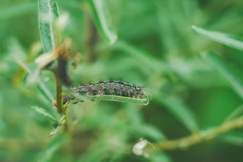 Caterpillar on a green leaf of a tree Stock Photos