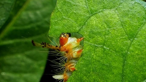 Caterpillar on a green leaves Stock Footage 72647151