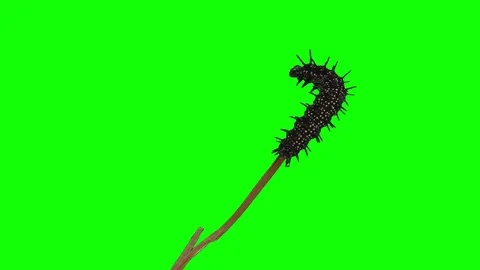 Caterpillar Green Screen Effect 스톡 동영상 77578062