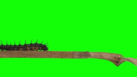 Caterpillar. Green Screen Effect Vidéo 77578127