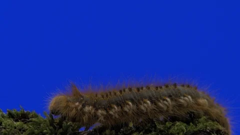 Caterpillar Green Screen Effect 스톡 동영상 90715985