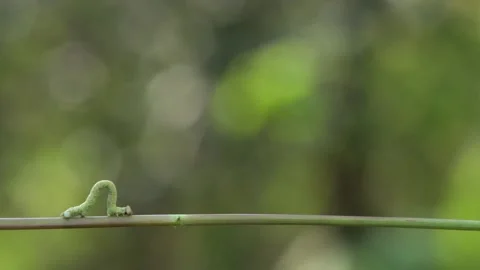 Caterpillar on green stalk. Stock Footage 100711597