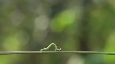 Caterpillar on green stalk. Video stock 100711618