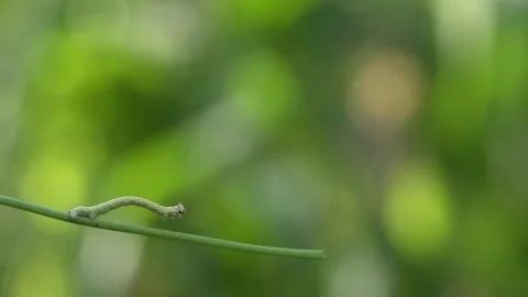 Caterpillar on green stalk. Stock Footage 100711672