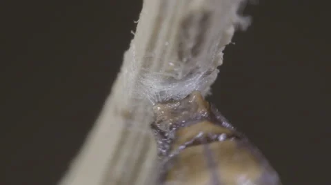 Caterpillar grinds tail (cremaster) into silk button for metamorphosis process Stock Footage 68331315