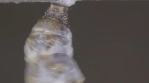 Caterpillar grinds tail (cremaster) into silk button for metamorphosis process Stock Footage 68331351