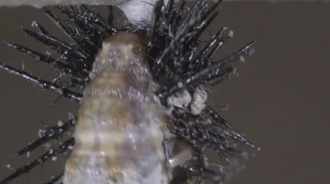 Caterpillar grinds tail (cremaster) into silk button for metamorphosis process Stock Footage 68332234