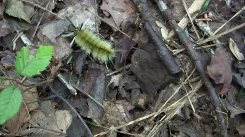 Caterpillar on ground Video stock 45587782