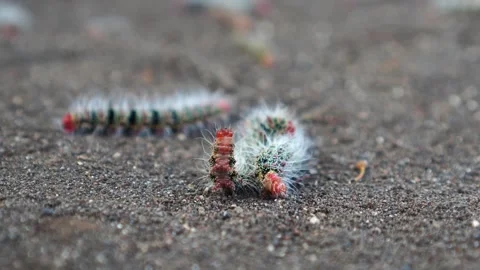 Caterpillar on the ground Stock Footage 275818314