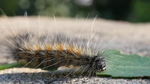 Caterpillar on the ground. Macro Stock-Footage 69255340