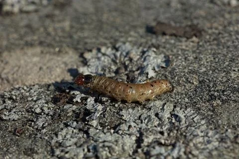 Caterpillar on the ground. Stock Photos
