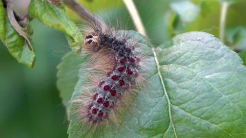 Caterpillar gypsy moth Vídeos de archivo 159300101