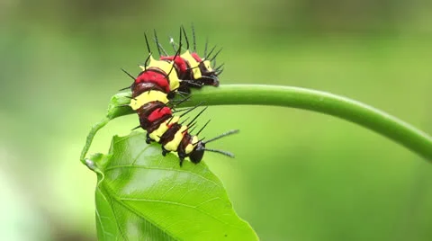 Caterpillar hanging on a branch and eating a leaf Stock Footage