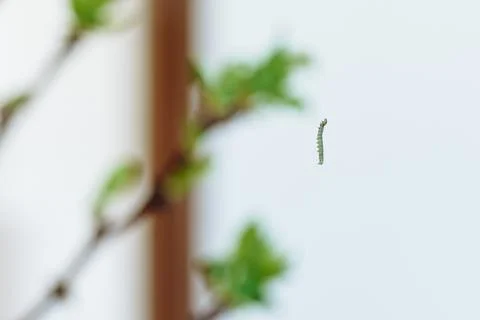 Caterpillar hanging from leaf Foto stock