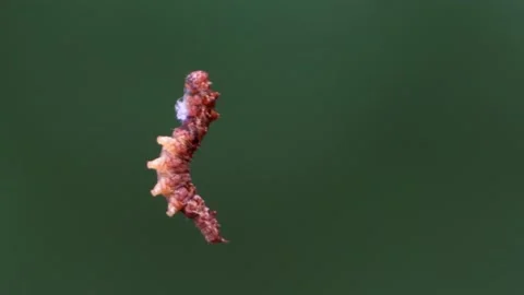 Caterpillar hanging mid-air on silk thread against green background Stock Footage 203849547