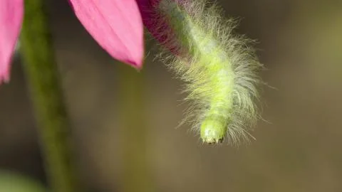 Caterpillar hanging on petal Stock Photos