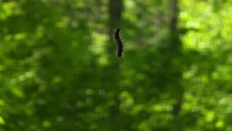 Caterpillar Hanging From Silk Thread In Green Forest Bokeh Stock Footage 325965340