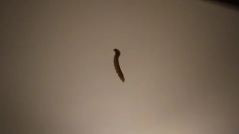 Caterpillar hanging by a thread Stock Footage 320846195