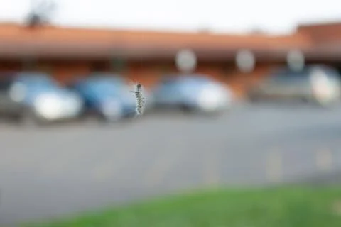 Caterpillar hanging from a thread. 스톡 사진