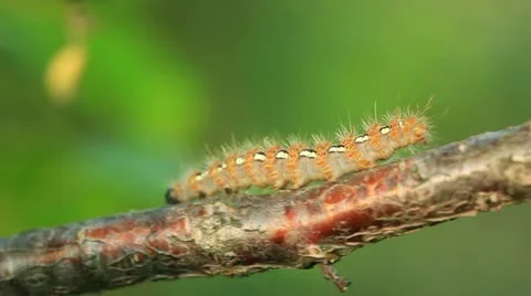 Caterpillar horizontally creeping on a tree Stockbeeldmateriaal 11136588