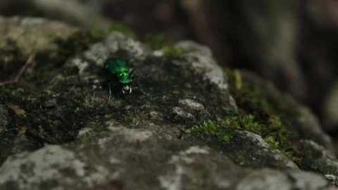 Caterpillar Hunter Flexes Pinchers And Flies Off Stock-Footage 106675346
