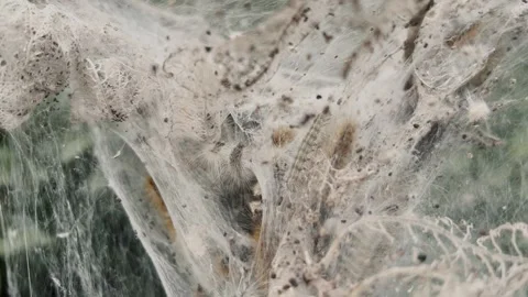 Caterpillar infestation in web cocoon Stock Footage 316374528