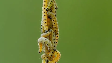 Caterpillar insect bugs Stock-Footage 274415091