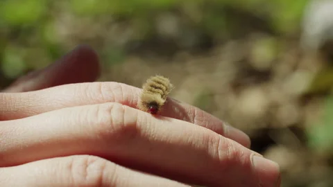 Caterpillar insect crawling on hand in natural outdoor setting Stock Footage 320040503