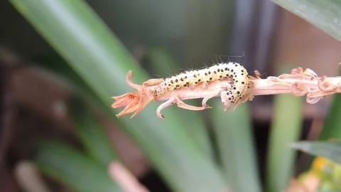 Caterpillar insect garden worm Stock Footage 93440191