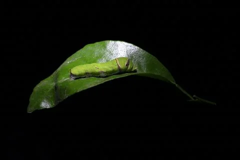 Caterpillar insect on leaf Stock Photos